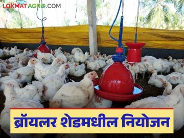 Poultry Farming : कुक्कुटपालन करताय? ब्रॉयलर शेडमधील नियोजन कसे असावे? वाचा सविस्तर - Marathi News | Latest News Poultry Farming How should planning in broiler shed be Read in detail | Latest News at Lokmat.com Poultry Farming : कुक्कुटपालन करताय? ब्रॉयलर शेडमधील नियोजन कसे असावे? वाचा सविस्तर - Marathi News | Latest News Poultry Farming How should planning in broiler shed be Read in detail | Latest News at Lokmat.com