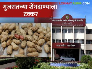 गुजरातमधील भरुच शेंगदाण्याला टक्कर देण्यासाठी कोंकण कृषी विद्यापीठाचा नवीन वाण; वाचा सविस्तर - Marathi News | Konkan Agricultural University's new variety to compete with Bharuch peanuts in Gujarat; Let's see in detail | Latest News at Lokmat.com