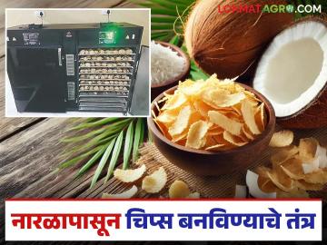नारळापासून विविध पदार्थ बनविण्यासाठी कोकण कृषी विद्यापीठाने विकसित केलंय हे नवीन यंत्र; वाचा सविस्तर - Marathi News | This new machine developed by Konkan Agriculture University to make various products from coconut; Read in detail | Latest News at Lokmat.com