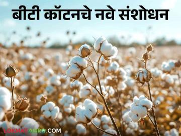 BT Cotton : बीटी कॉटनचे 'हे' नवे संशोधित वाण बाजारात; उत्पादन वाढीसाठी होणार फायदा - Marathi News | BT Cotton: 'This' new improved variety of BT cotton in the market; It will be beneficial to increase production | Latest News at Lokmat.com BT Cotton : बीटी कॉटनचे 'हे' नवे संशोधित वाण बाजारात; उत्पादन वाढीसाठी होणार फायदा - Marathi News | BT Cotton: 'This' new improved variety of BT cotton in the market; It will be beneficial to increase production | Latest News at Lokmat.com