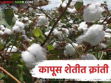 BT Cotton Seeds : नांदेडच्या मातीने दिली 'बियाणे स्वातंत्र्या'ची नवी उमेद वाचा सविस्तर - Marathi News | latest news BT Cotton Seeds: Nanded soil gave new hope for 'seed freedom' Read in detail | Latest News at Lokmat.com