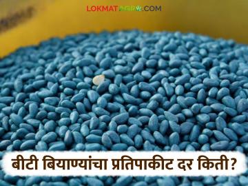 BT Cotton Seed: बीटी बियाण्यांच्या दरवाढीने यंदा ५.५५ कोटींचा फटका; प्रतिपाकीट इतक्या रुपयांनी वाढ वाचा सविस्तर - Marathi News | BT Cotton Seed: Price hike of BT seeds has hit Rs 5.55 crore this year; Increase of Rs 100 per packet Read in detail | Latest News at Lokmat.com