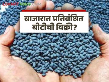 BT Cotton Seeds: शेतकऱ्यांनो! प्रतिबंधित बीटी बियाण्यांपासून सावध राहा; वाचा सविस्तर - Marathi News | BT Cotton Seeds: Farmers! Beware of banned BT seeds; Read in detail | Latest News at Lokmat.com BT Cotton Seeds: शेतकऱ्यांनो! प्रतिबंधित बीटी बियाण्यांपासून सावध राहा; वाचा सविस्तर - Marathi News | BT Cotton Seeds: Farmers! Beware of banned BT seeds; Read in detail | Latest News at Lokmat.com