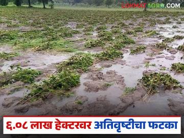 Crop Damage : ६.०८ लाख हेक्टरवरील पिकांना अतिवृष्टीचा फटका वाचा सविस्तर - Marathi News | latest news Crop Damage: Crops on 6.08 lakh hectares affected by heavy rains Read in detail | Latest News at Lokmat.com