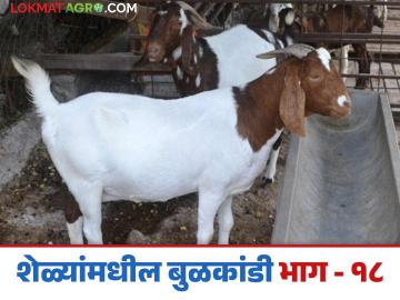 Goat Farming Disease : शेळ्यांच्या नाकातोंडातुन पाणी गळतंय, 'हे' आहे कारण? जाणून घ्या उपाय  - Marathi News | Latest News Goat Farming Disease sheli bulkandi aajar Water is leaking from nose and mouth of goats Know the solution | Latest News at Lokmat.com
