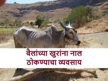 बैलांना 'नाल' ठोकण्याचे काम करणाऱ्या या कुटुंबाबद्दल माहीत आहे का? - Marathi News | Do you know about this family that works for bullocks shoe | Latest News at Lokmat.com
