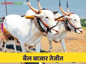 ऐन हंगामात सर्जा राजा ऑन डिमांड; बैल बाजारात तेजी - Marathi News | Kharif season started bullock pair On Demand; bullock market boom | Latest News at Lokmat.com ऐन हंगामात सर्जा राजा ऑन डिमांड; बैल बाजारात तेजी - Marathi News | Kharif season started bullock pair On Demand; bullock market boom | Latest News at Lokmat.com