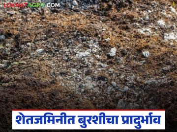 शेतजमिनीत पांढऱ्या बुरशीचा प्रादुर्भाव, कांदा पिकासाठी धोकादायक, कृषी विभागाचे आवाहन  - Marathi News | Latest News White mold outbreak in farmland, dangerous for onion crop, appeal from Agriculture Department | Latest News at Lokmat.com