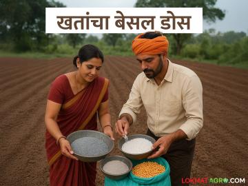 शेतकऱ्यांनो! खतांचा बेसल डोस म्हणजे काय? आणि तो कसा द्यायचा?  - Marathi News | Latest News Agriculture News What is basal dose of fertilizers And how to give it farm | Latest News at Lokmat.com