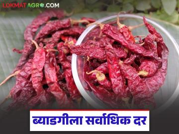 युद्धामुळे लाल मिरची निर्यात थांबली; ब्याडगी व संकेश्वरीच्या मागणीत वाढ, वाचा काय मिळतोय दर? - Marathi News | Red chilli exports stopped due to war; demand for Byadgi, Sankeshwari increases, read what is the price being obtained? | Latest News at Lokmat.com