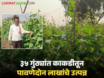 पारंपरिक पिकांना फाटा देत गणेशरावांनी ३५ गुंठे काकडीतून घेतले पावणेदोन लाखांचे उत्पन्न पारंपरिक पिकांना फाटा देत गणेशरावांनी ३५ गुंठे काकडीतून घेतले पावणेदोन लाखांचे उत्पन्न