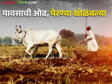 पावसाची ओढ, पेरण्या खोळंबल्या, पुरेसा पाऊस होईपर्यंत पेरण्या न करण्याचा सल्ला - Marathi News | Inflow of rains, sowing disturbed, advice not to sow until sufficient rains | Latest News at Lokmat.com