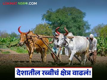 Rabi Season : देशातील रब्बी पेरणी जवळपास पूर्ण; क्षेत्रफळ ६१४ लाख हेक्टरवर! रेकॉर्ड उत्पादनाची आशा - Marathi News | Rabi Season: Rabi sowing in the country almost complete; area at 614 lakh hectares! Hope for record production | Latest agriculture News at Lokmat.com