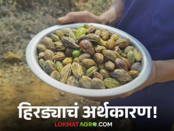 Hirda : "भातशेतीतून ५० रूपये रोजंदारी; हिरड्यापासून मिळतात चांगले पैसे" - Marathi News | Hirda: "Rs. 50 daily wage from paddy farming; good money is earned from Hirda" | Latest agriculture News at Lokmat.com