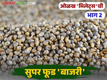 Bajri Millets : सुपरफूड म्हणून ओळखल्या जाणाऱ्या अन् मधुमेहासाठी प्रभावी असलेल्या बाजरीबद्दल हे माहितीये का? - Marathi News | Bajri Millets Did you know this about millet, which is known as a superfood and is effective for diabetes? | Latest agriculture News at Lokmat.com Bajri Millets : सुपरफूड म्हणून ओळखल्या जाणाऱ्या अन् मधुमेहासाठी प्रभावी असलेल्या बाजरीबद्दल हे माहितीये का? - Marathi News | Bajri Millets Did you know this about millet, which is known as a superfood and is effective for diabetes? | Latest agriculture News at Lokmat.com