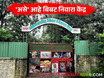 Leopard : माणिकडोह येथील बिबट निवारा केंद्र नेमकं कसं आहे? काय आहेत सुविधा? - Marathi News | Leopard What exactly is the leopard shelter at Manikdoh like? What are the facilities? | Latest agriculture News at Lokmat.com