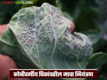 Agriculture News : कोबीवर्गीय पिकांवरील मावा नियंत्रण कसे करावे, काय-काय फवारणी करावी?  - Marathi News | Latest News How to control aphids on cabbage crops, what to spray see details | Latest smart-farming News at Lokmat.com
