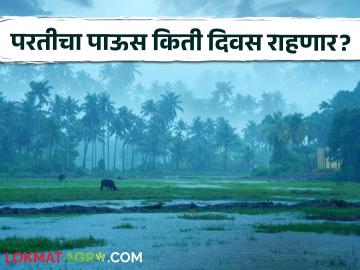 Maharashtra Rain : राज्यात अजूनही पूर्णपणे परतीच्या पावसाला सुरूवात नाही! काय आहे हवामानाचा अंदाज? - Marathi News | Maharashtra Rain state still not fully recovered rains What is the weather forecast | Latest agriculture News at Lokmat.com