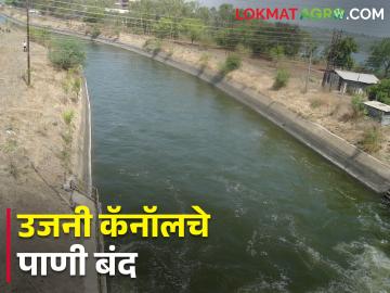 उजनीतून कालव्याद्वारे पाणी बंद, धरणात उरला किती पाणीसाठा? - Marathi News | Water shut off from Ujani through the canal, how much water is left in the dam? | Latest News at Lokmat.com