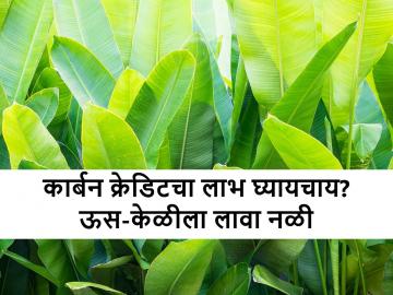 शेतकरी बांधवांनो, कार्बन क्रेडिट योजनेचा तुम्हालाही मिळू शकतो लाभ - Marathi News | Farmer brothers, you too can benefit from Carbon Credit Scheme | Latest News at Lokmat.com शेतकरी बांधवांनो, कार्बन क्रेडिट योजनेचा तुम्हालाही मिळू शकतो लाभ - Marathi News | Farmer brothers, you too can benefit from Carbon Credit Scheme | Latest News at Lokmat.com