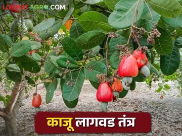 Cashew Cultivation बक्कळ पैसे देणाऱ्या या फळझाडाची लागवड कशी कराल? - Marathi News | Cashew Cultivation; How to cultivate cashew tree? | Latest News at Lokmat.com