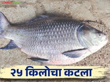 Catla Fish कोयना नदीपात्रात सापडला २५ किलोचा कटला मासा - Marathi News | Catla Fish: 25 kg cut fish found in Koyna river basin | Latest News at Lokmat.com Catla Fish कोयना नदीपात्रात सापडला २५ किलोचा कटला मासा - Marathi News | Catla Fish: 25 kg cut fish found in Koyna river basin | Latest News at Lokmat.com