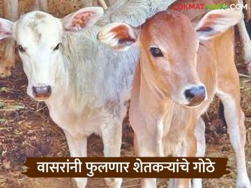 Cattle Breeding Scheme : वासरांनी फुलणार शेतकऱ्यांचे गोठे; पशुसंवर्धन विभागाचा नवा उपक्रम वाचा सविस्तर - Marathi News | latest news Cattle Breeding Scheme: Farmers' cowsheds will be filled with calves; New initiative of Animal Husbandry Department read in details | Latest News at Lokmat.com