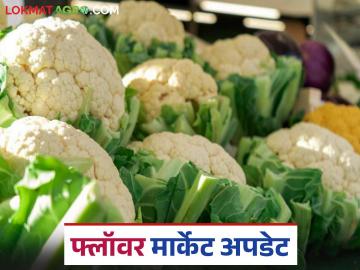 Flower Bajar Bhav : मंचर बाजार समितीत फ्लॉवरची विक्रमी आवक; कसा मिळतोय दर? - Marathi News | Flower Bajar Bhav : Record arrival of flowers at Manchar Market Committee; How are prices being obtained? | Latest News at Lokmat.com Flower Bajar Bhav : मंचर बाजार समितीत फ्लॉवरची विक्रमी आवक; कसा मिळतोय दर? - Marathi News | Flower Bajar Bhav : Record arrival of flowers at Manchar Market Committee; How are prices being obtained? | Latest News at Lokmat.com