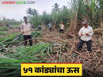 Sugarcane Farming : वकील करतायत उसाची शेती; एका उसाचे वजन भरलं साडेचार किलो - Marathi News | Sugarcane Farming : Sugarcane farming done by lawyers; One sugarcane weighs four and a half kilos | Latest News at Lokmat.com