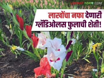 Gladiolas : एका एकरातून ६ महिन्यात १० लाखांचा निव्वळ नफा देणारे ग्लॅडिओलस हे फुलपीक! - Marathi News | Gladiolus is a flower crop that gives a net profit of 10 lakhs per acre in 6 months! | Latest agriculture News at Lokmat.com