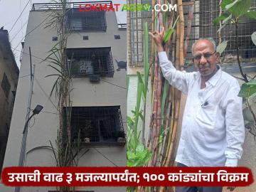 100 Ft. Sugarcane : बापरे! ऊसाची उंची ३५ फूट; तीन मजल्यापर्यंत वाढलेल्या ऊसाला १०० कांड्या - Marathi News | Sugarcane height of the sugarcane is 35 feet 100 canes for the sugarcane that grows up to three floors | Latest agriculture News at Lokmat.com