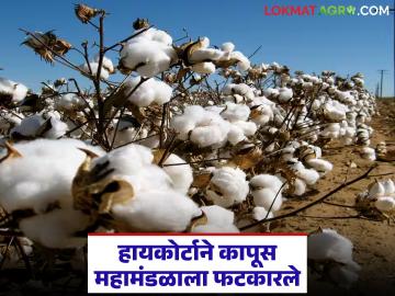 High Court Notice to CCI : विदर्भात कापूस खरेदी केंद्रांचा अभाव; हायकोर्टाने कापूस महामंडळाला सुनावलं - Marathi News | latest news High Court Notice to CCI: Lack of cotton procurement centers in Vidarbha; High Court tells Cotton Corporation | Latest News at Lokmat.com