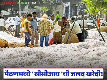 Kapus Kharedi : कपास खरेदीला वेग; पैठणमध्ये १८ हजार क्विंटल खरेदी वाचा सविस्तर - Marathi News | latest news Kapus Kharedi: Cotton procurement accelerates; 18 thousand quintals purchased in Paithan Read in detail | Latest News at Lokmat.com