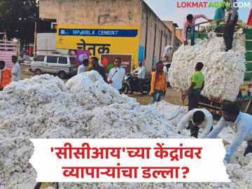 Kapus Kharedi :'सीसीआय' खरेदीत मोठा घोटाळा? शेतकऱ्यांच्या नावावर व्यापाऱ्यांचा डल्ला उघड! - Marathi News | latest news Kapus Kharedi: Big scam in 'CCI' purchase? Gang of traders exposed in the name of farmers! | Latest News at Lokmat.com