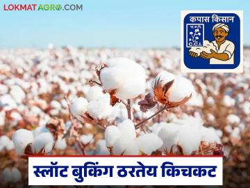 शेतकऱ्यांना सीसीआयकडे कापूस विक्रीसाठी  'कपास किसान' या ॲपमधून स्लॉट बुकिंग बंधनकारक - Marathi News | Farmers are required to book slots through the 'Cotton Kisan' app to sell cotton to CCI | Latest News at Lokmat.com शेतकऱ्यांना सीसीआयकडे कापूस विक्रीसाठी  'कपास किसान' या ॲपमधून स्लॉट बुकिंग बंधनकारक - Marathi News | Farmers are required to book slots through the 'Cotton Kisan' app to sell cotton to CCI | Latest News at Lokmat.com