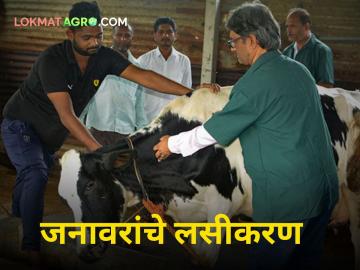 Animal Vaccination : शेतकऱ्यांनो जनावरांचे लसीकरण करा! पशुसंवर्धन विभागाकडून मोहीम - Marathi News | Animal Vaccination dairy farmring Farmers vaccinate animals Campaign by Department of Animal Husbandry | Latest agriculture News at Lokmat.com Animal Vaccination : शेतकऱ्यांनो जनावरांचे लसीकरण करा! पशुसंवर्धन विभागाकडून मोहीम - Marathi News | Animal Vaccination dairy farmring Farmers vaccinate animals Campaign by Department of Animal Husbandry | Latest agriculture News at Lokmat.com