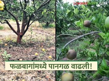 Citrus Crop Management : तेलकट डागांमुळे फळबागा आजारी; शास्त्रज्ञांचा एकात्मिक व्यवस्थापनाचा सल्ला - Marathi News | latest news Citrus Crop Management: Oily spots make orchards sick; Scientists advise integrated management | Latest News at Lokmat.com Citrus Crop Management : तेलकट डागांमुळे फळबागा आजारी; शास्त्रज्ञांचा एकात्मिक व्यवस्थापनाचा सल्ला - Marathi News | latest news Citrus Crop Management: Oily spots make orchards sick; Scientists advise integrated management | Latest News at Lokmat.com