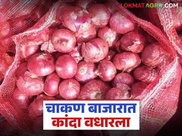 Kanda Market : चाकण बाजार समितीत कांदा दर वधारला; वाचा कसा मिळतोय दर? - Marathi News | Kanda Market : Onion prices increased in Chakan Market Committee; Read how the price is being obtained? | Latest News at Lokmat.com Kanda Market : चाकण बाजार समितीत कांदा दर वधारला; वाचा कसा मिळतोय दर? - Marathi News | Kanda Market : Onion prices increased in Chakan Market Committee; Read how the price is being obtained? | Latest News at Lokmat.com