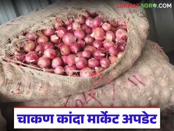 चाकण बाजार समितीत कांदा आवकेत घसरण; वाचा नंबर १ कांद्याला काय मिळाला दर? - Marathi News | Onion arrivals drop in Chakan Market Committee; Read what price did number 1 onion get? | Latest News at Lokmat.com