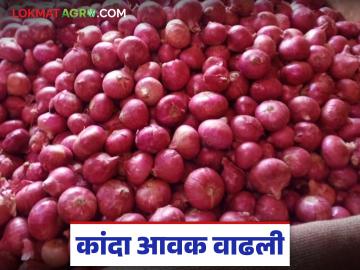 Kanda Market : चाकण बाजार समितीत कांद्याची आवक वाढली: वाचा काय मिळतोय दर? - Marathi News | Kanda Market : Onion arrivals increased in Chakan Market Committee: Read what is the price being received? | Latest News at Lokmat.com