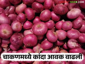 Kanda Market : चाकण बाजार समितीत कांद्याची मोठी आवक; कमाल भाव कसा मिळाला? - Marathi News | Kanda Market: Large arrival of onions in Chakan Market Committee; How did the maximum price get achieved? | Latest News at Lokmat.com