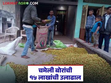एकाच दिवशी एकाच गावात 15 लाखांची उलाढाल, तब्बल 20 टन चमेली बोरांची खरेदी - Marathi News | Latest News Turnover of 15 lakhs in a single day in single village, purchase of as many as 20 tons of jasmine berries | Latest News at Lokmat.com एकाच दिवशी एकाच गावात 15 लाखांची उलाढाल, तब्बल 20 टन चमेली बोरांची खरेदी - Marathi News | Latest News Turnover of 15 lakhs in a single day in single village, purchase of as many as 20 tons of jasmine berries | Latest News at Lokmat.com