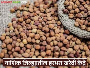 हमीभावाने हरभरा खरेदी; नाशिक जिल्ह्यात कुठे-कुठे खरेदी केंद्र, वाचा संपूर्ण यादी  - Marathi News | Latest news Harbhara Kharedi Where are the purchase centers in Nashik district, read the complete list | Latest News at Lokmat.com