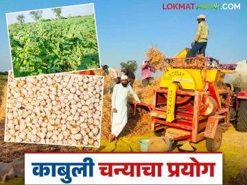 Success Story: काबुली चण्याचा 'या' गावात यशस्वी प्रयोग; मिळाले लाखो रुपयांचे उत्पन्न - Marathi News | Success Story: Successful trial of Kabuli gram in 'this' village; Earned income of lakhs of rupees | Latest News at Lokmat.com