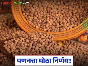 Chana Procurement : शेतकऱ्यांसाठी गुड न्यूज; 'पणन'कडून हरभरा खरेदीला हिरवा कंदील
