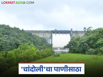 महाराष्ट्रात सर्वाधिक पाऊस पडणाऱ्या 'या' धरण पाणलोट क्षेत्रात किती पाणीसाठा? - Marathi News | How much water is stored in the catchment area of this dam, which receives the highest rainfall in Maharashtra? | Latest News at Lokmat.com