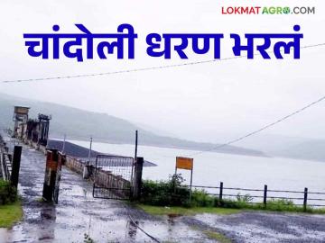 Chandoli Dam : चांदोली धरण १०० टक्के भरले धरणात ३४.४० टीएमसी पाणीसाठा - Marathi News | Chandoli Dam: Chandoli Dam is 100 percent full, 34.40 TMC water storage in the dam | Latest News at Lokmat.com