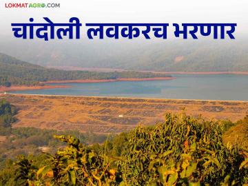 चांदोली धरण क्षेत्रात दमदार पाऊस, धरणात आलं किती पाणी - Marathi News | Heavy rain in Chandoli dam area, how much water came in the dam | Latest News at Lokmat.com