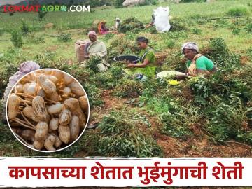 Success Story : एका एकरांत 30 किलो भुईमूग पेरला अन् 20 क्विंटलचे उत्पन्न घेतलं!  - Marathi News | Latest News Sowed 30 kg groundnuts in one acre and got 20 quintal yield chandrapur farmer | Latest News at Lokmat.com
