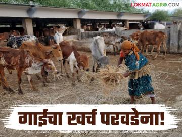 Agriculture News : 50 रुपये अनुदानात गायींना चाराही येत नाही, गोशाळा जगवायच्या कशा?  - Marathi News | Latest News Agriculture News subsidy of Rs 50 does not even provide fodder for cows, see details | Latest News at Lokmat.com